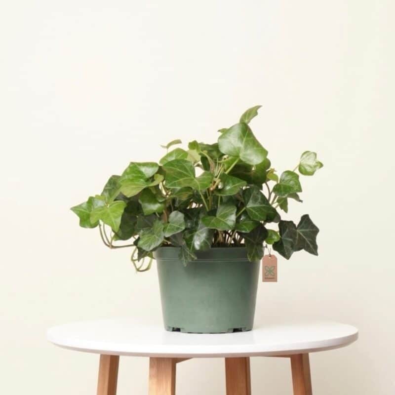 Hedera helix Pittsburgh - English Ivy-Small Size