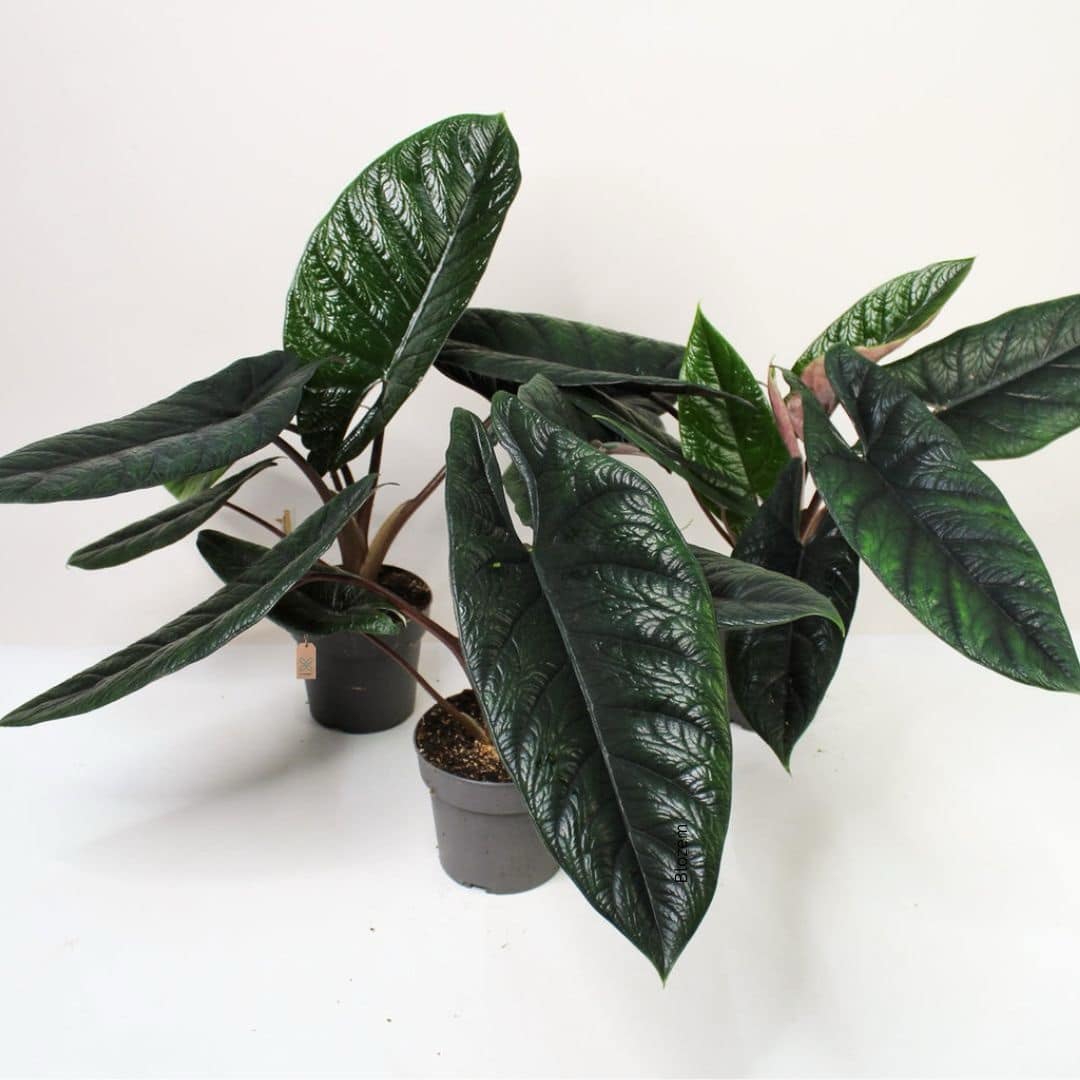 Alocasia Scalprum - Image 3