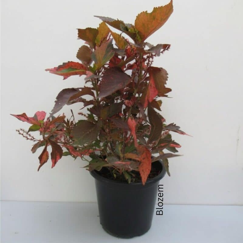 Acalypha Wilkesiana
