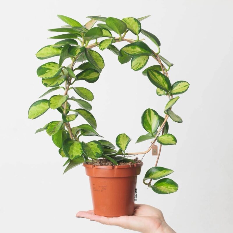 Hoya australis 'Lisa'(hoop)                                               45cm