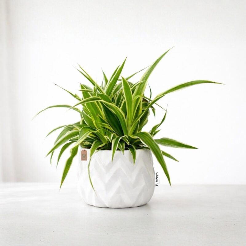 Potted Spider Plant -Chlorophytum Ocean