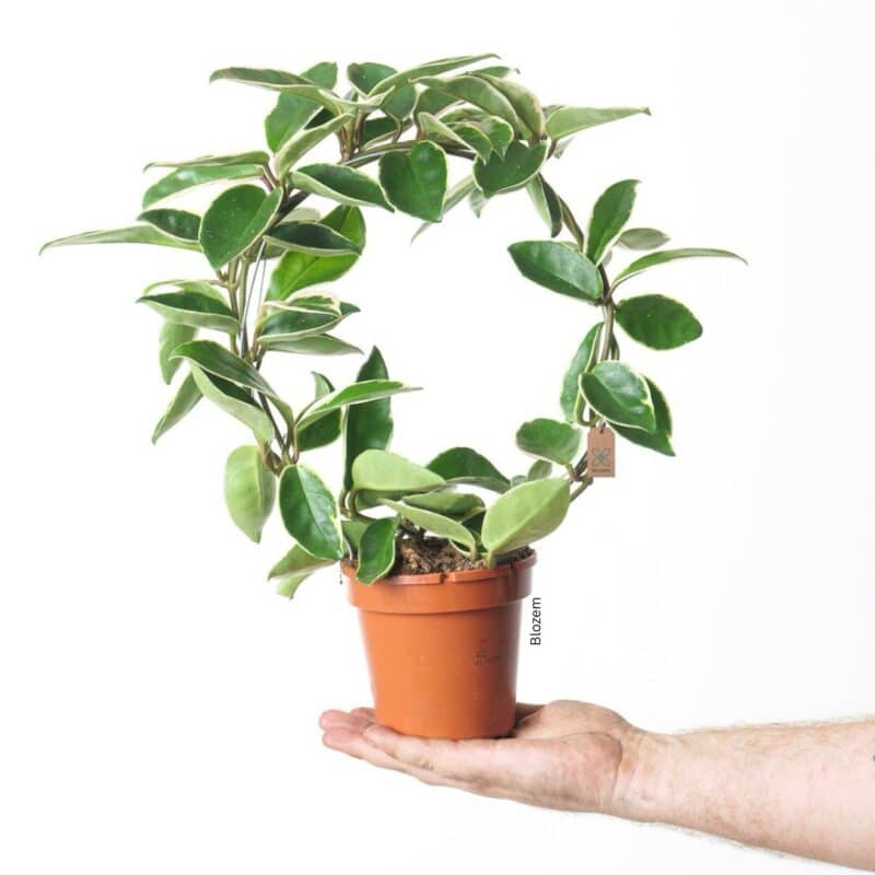 Hoya suzie q-Hoya krimson queen (Hoop)45cm