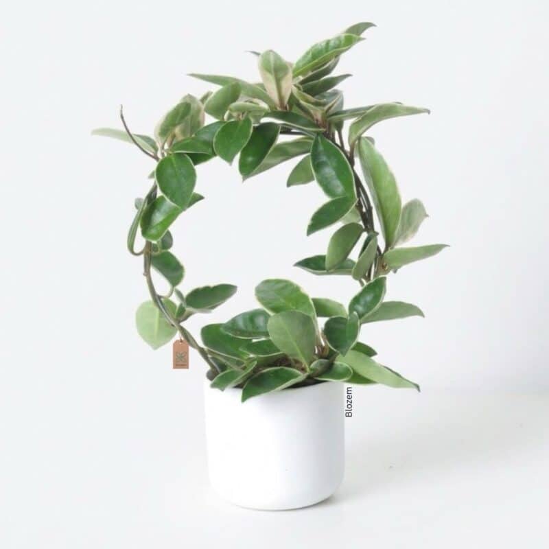 Potted Hoya suzie q-Hoya krimson queen (Hoop)