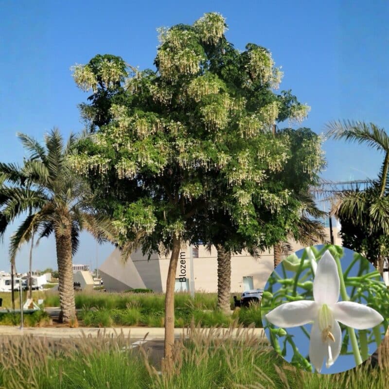 Millingtonia hortensis-Indian Cork Tree-شجرة الياسمين