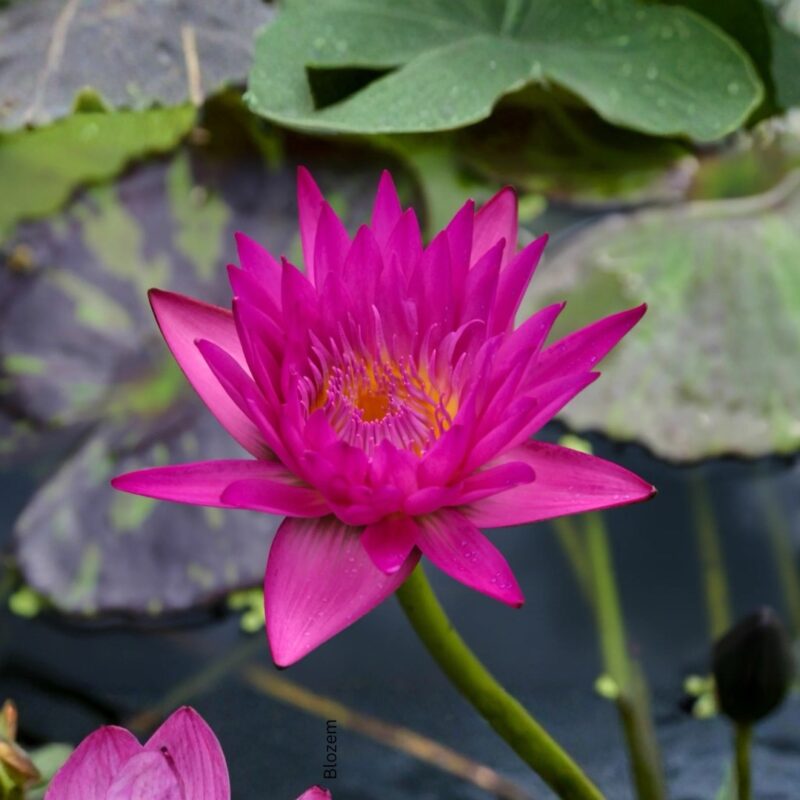 Alocasia scalprum                                                                (1 Plant)