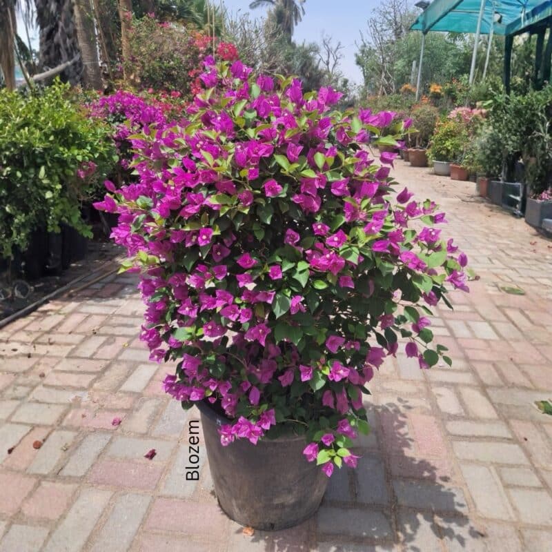 Bougainvillea Purple Bushy