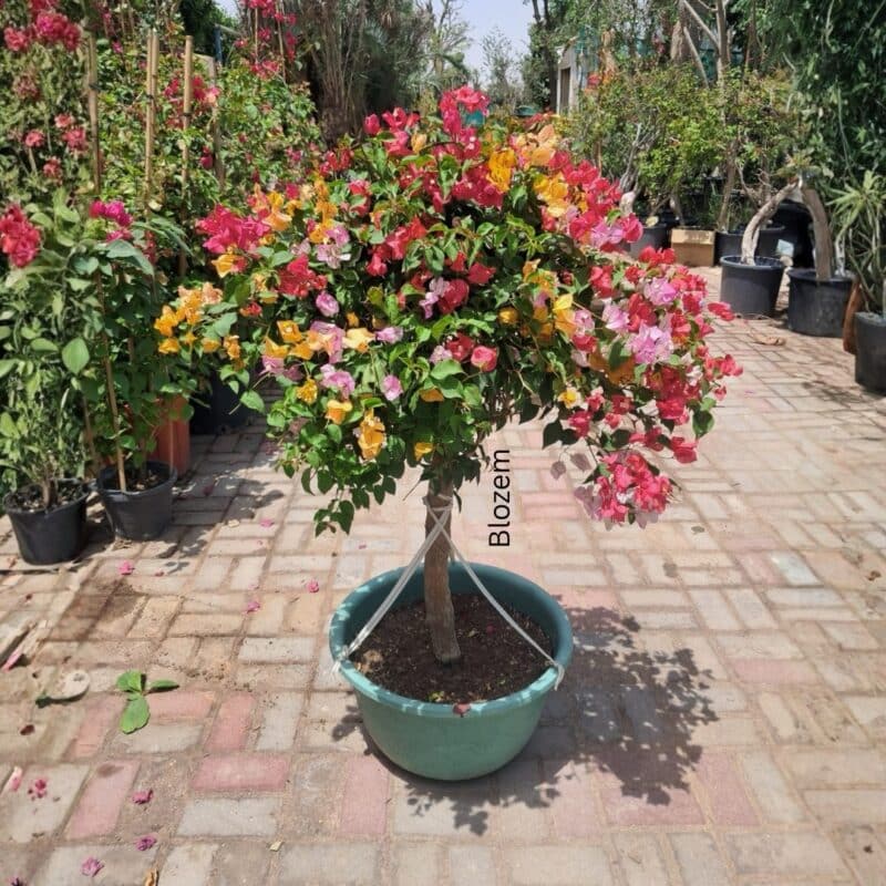 Bougainvillea Multi-Color Umbrella-Bushy