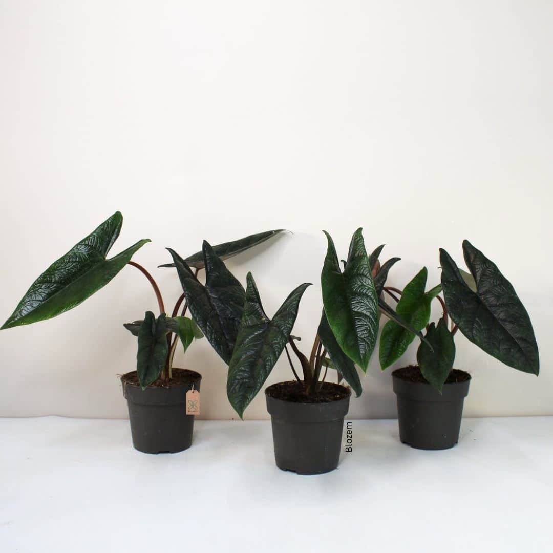 Alocasia Scalprum - Image 2