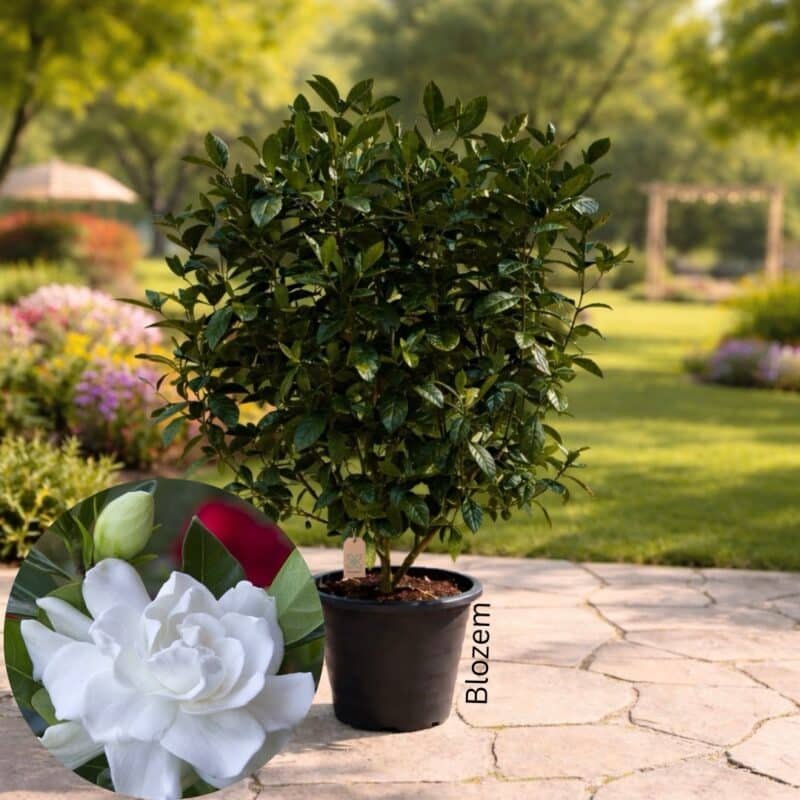 Gardenia Jasminoides-Big Size