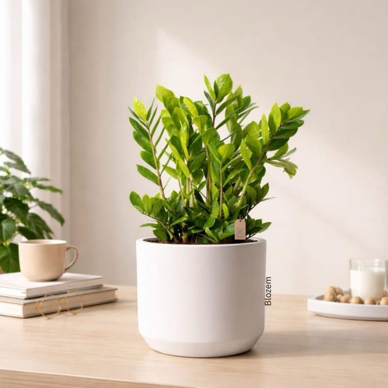 Potted  ZZ Plant-Zamioculcas Zamiifolia With   White Ceramic Pot
