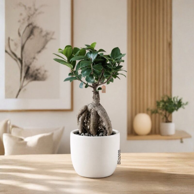 Potted Bonsai Ficus Ginseng With White Ceramic Pot