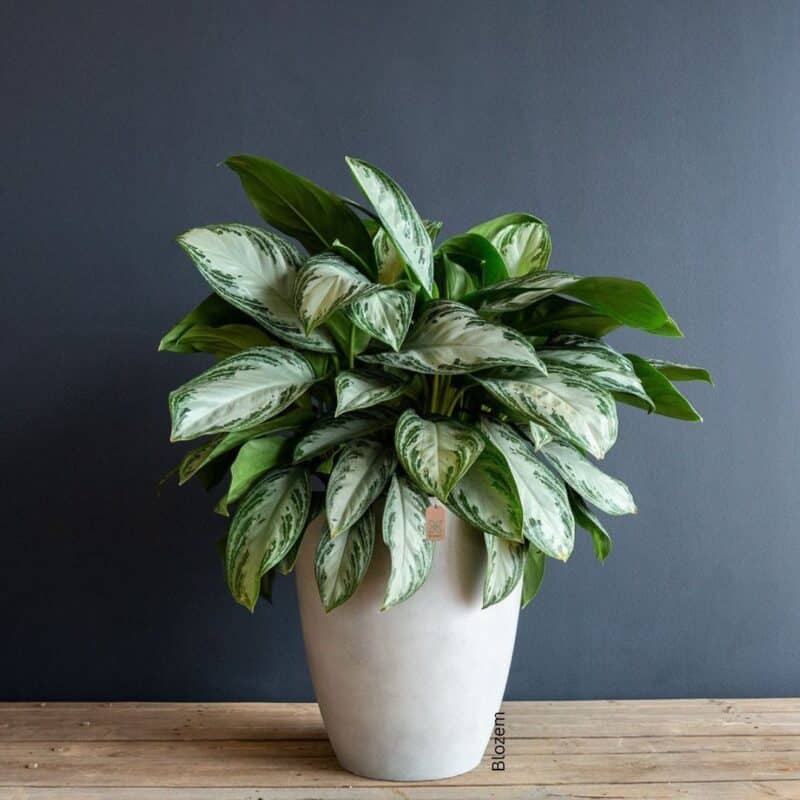 Aglaonema Silver Bay Bushy                                            Big Size