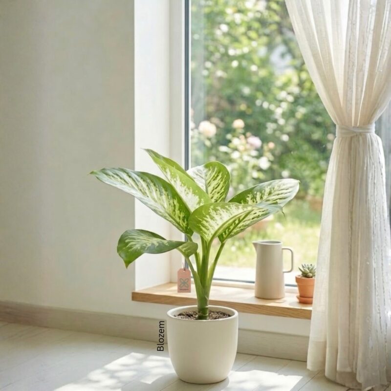 Potted Dieffenbachia seguine Tropic Snow – Dumb Cane