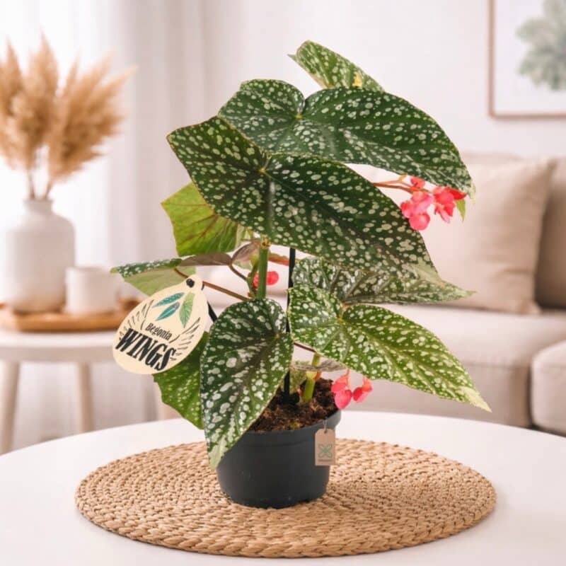 Begonia Albopicta Silver