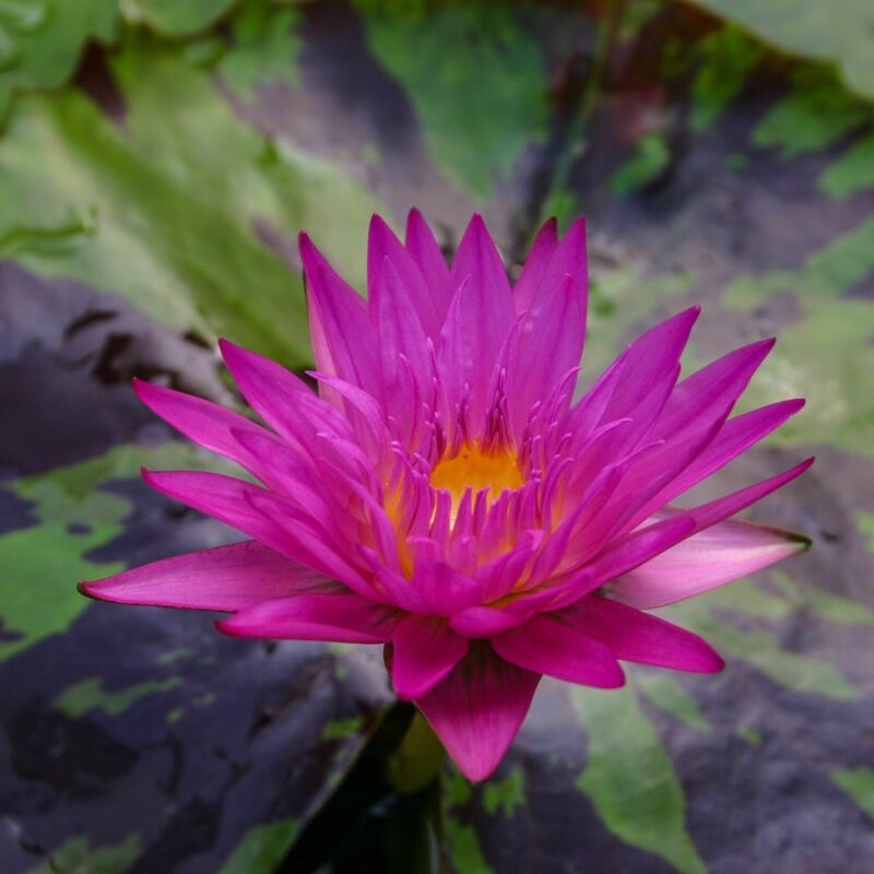 Waterlily Miami Rose (tropical Water Lily)