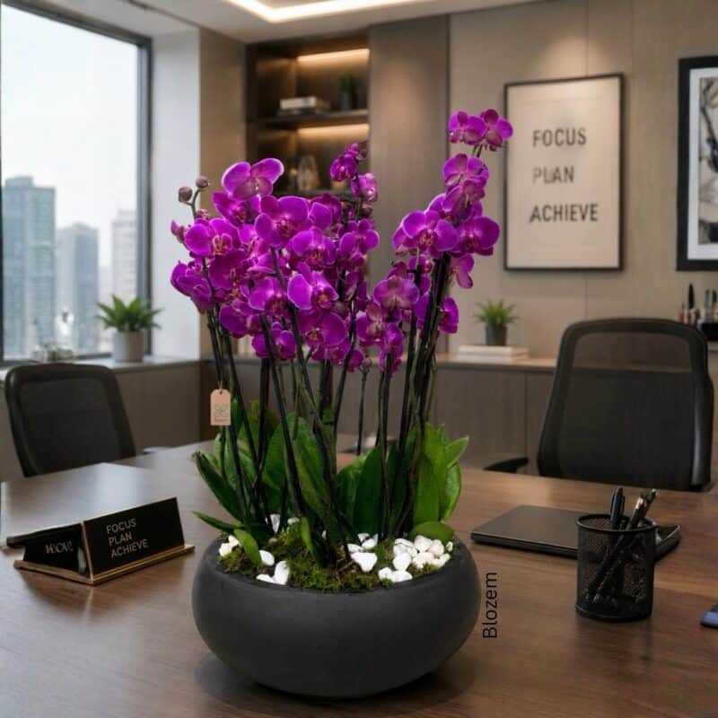 Potted Orchids With Fiber Pot