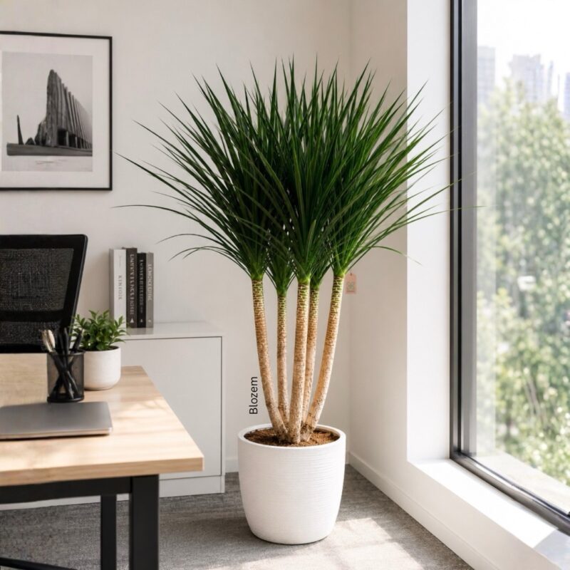 Dracaena Draco – Multi head                                        150cm