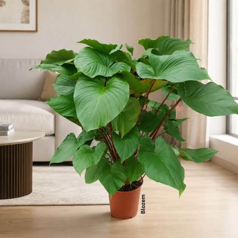 Homalomena Rubescens Maggy