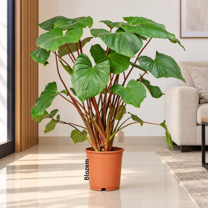 Homalomena Rubescens Maggy