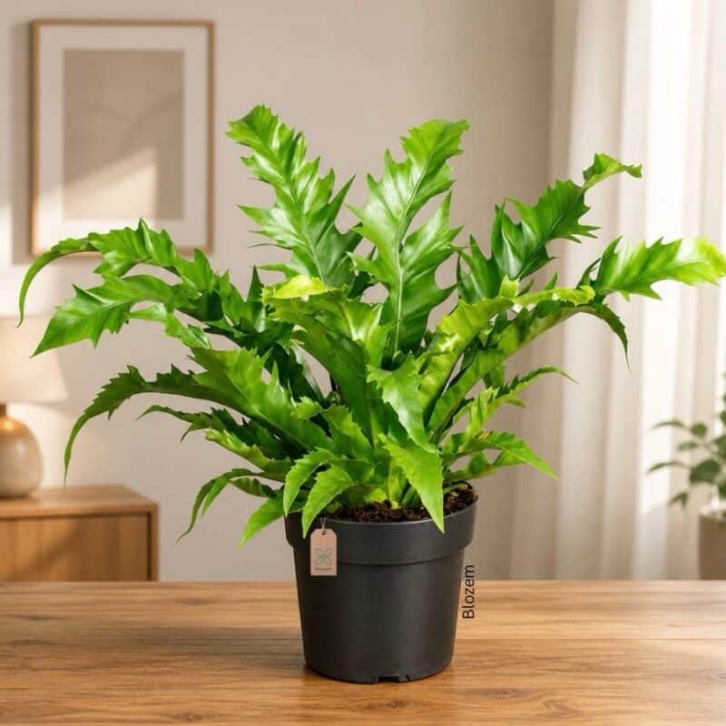 Asplenium antiquum Gioia