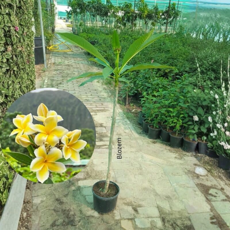 Yellow Plumeria Obtusa – Frangipani Tree