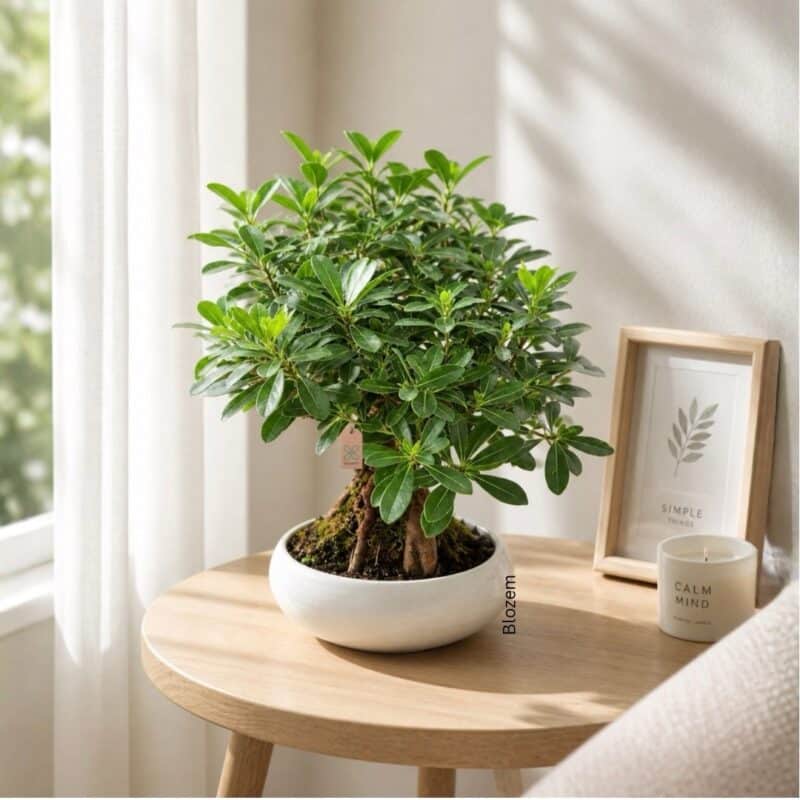 Potted Hawaiian Umbrella Bonsai With Ceramic Pot