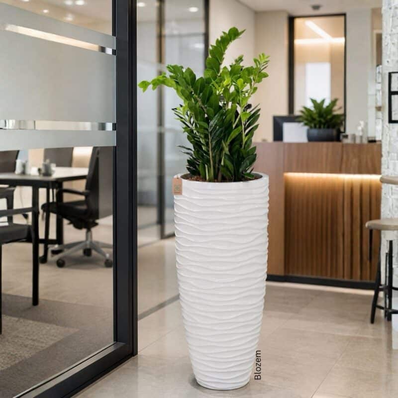 Potted Zz plant With Large Fiber Pot