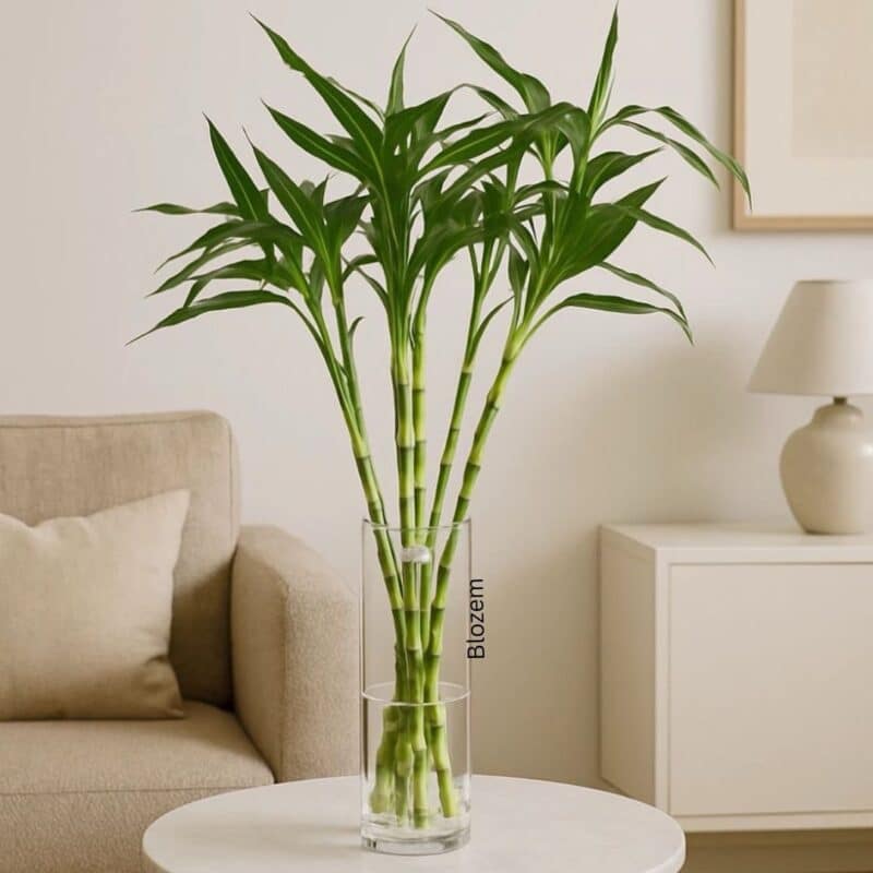 Lucky Bamboo Stick in Glass Vase – Bamboo Plant 80cm(6 plant)