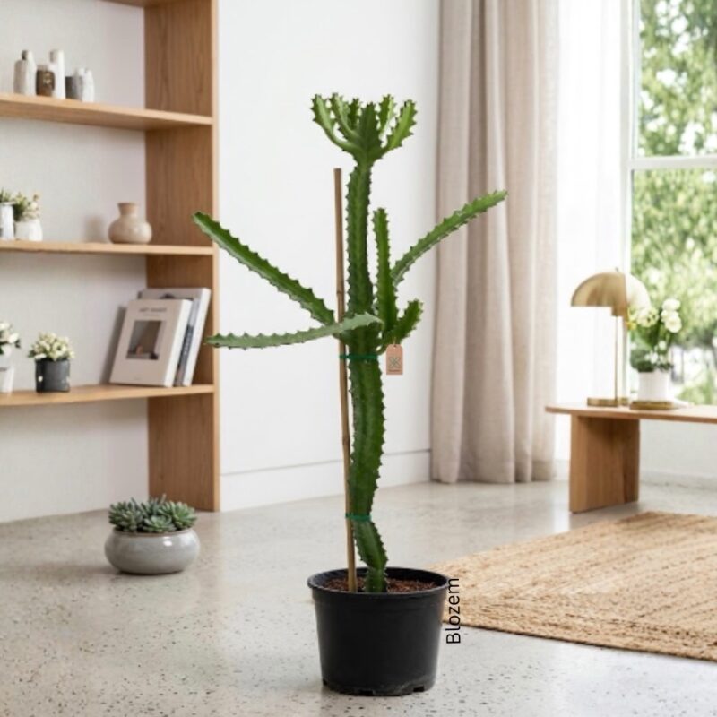 Euphorbia Lactea Dragoon Bones