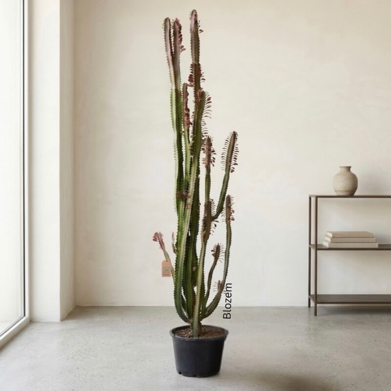 Euphorbia Trigona Cactus – African Milk Tree