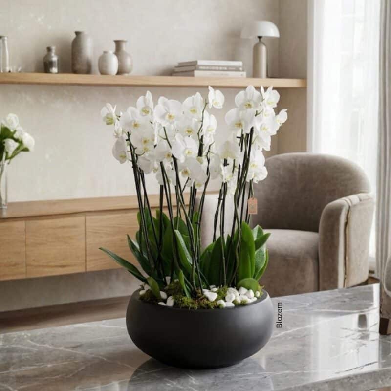 Potted Orchids With Fiber Pot