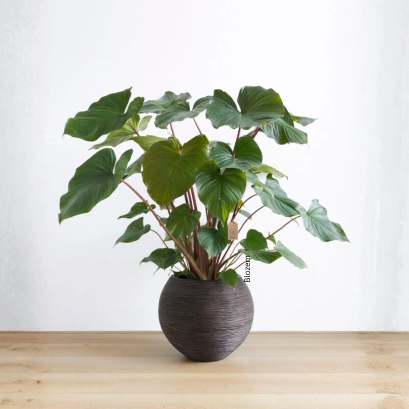 Homalomena Rubescens Maggy