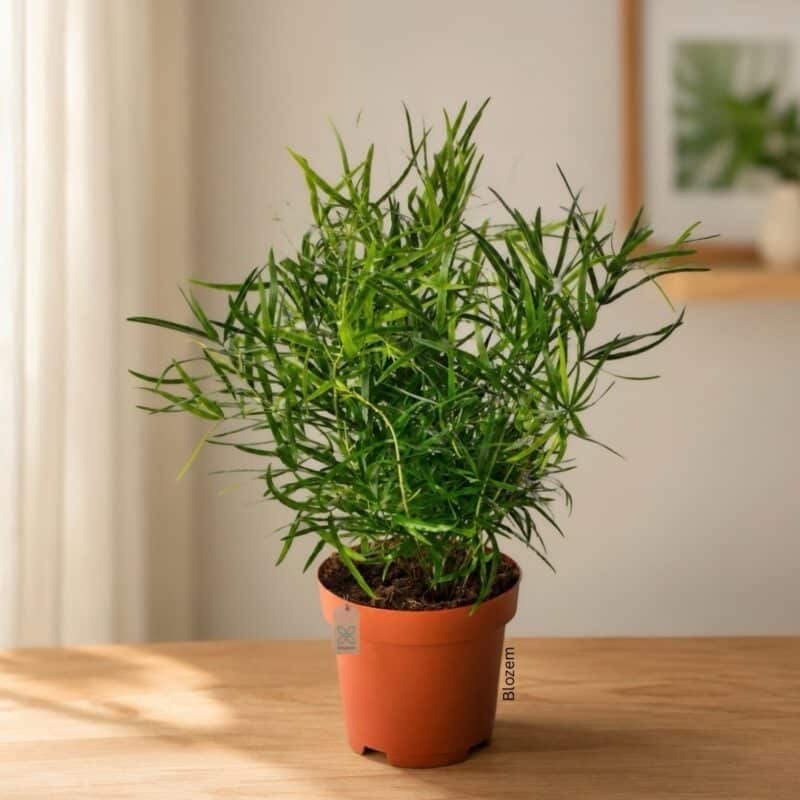 Asparagus falcatus - Sicklethorn