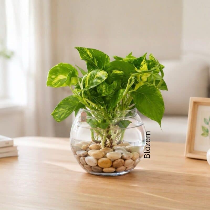 Pothos With Decorative Glass Wase-Money Plant