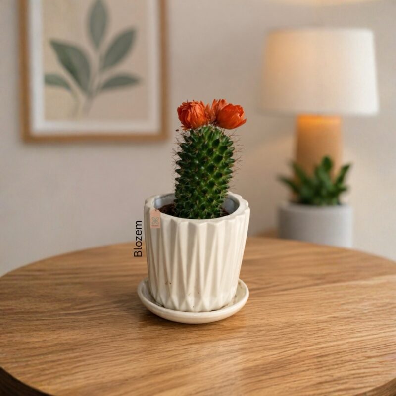 Potted Cactus With Ceramic Pot