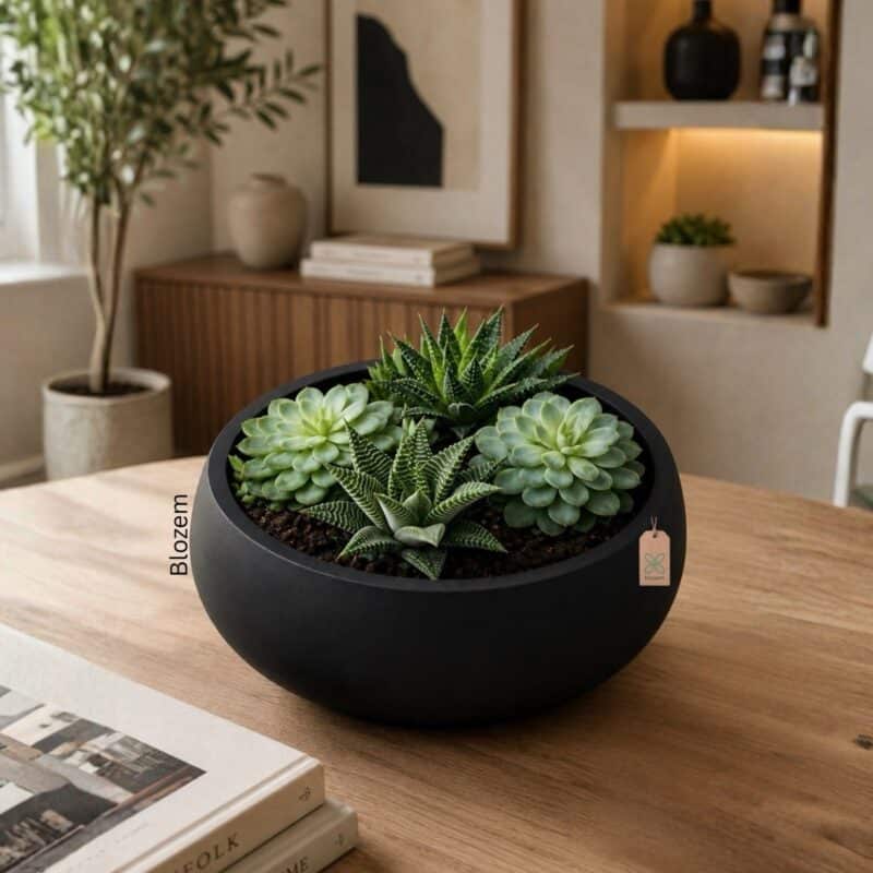 Potted Zen Succulent Arrangement