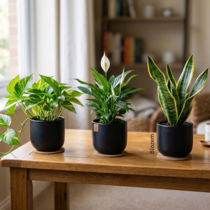 Classy Air Purifying House Plants Combo In Black Ceramic Pot (3 Plants)