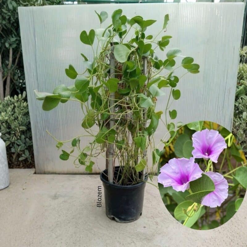 Ipomea pres-caprae- Beach morning glory- Railroad vine-Creeper