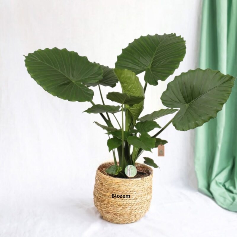 Alocasia Gageana California