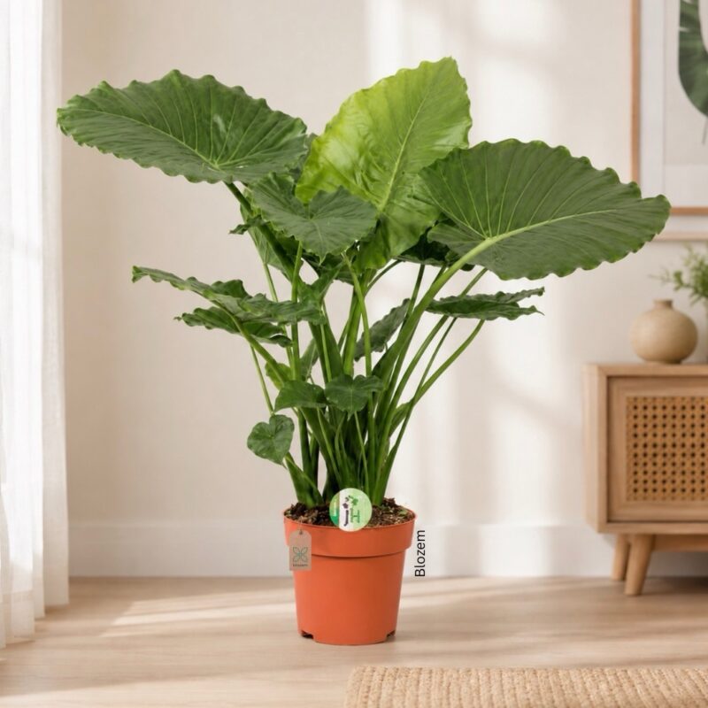 Alocasia Gageana California