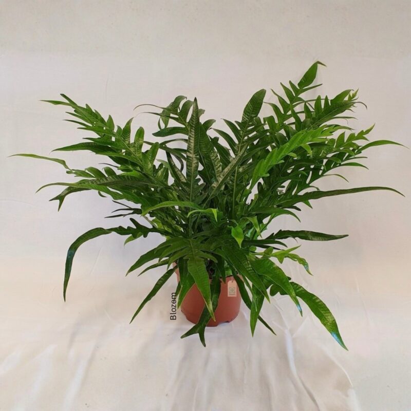 Aglaomorpha Coronans Juvenile Jim 'Snakeleaf Fern'