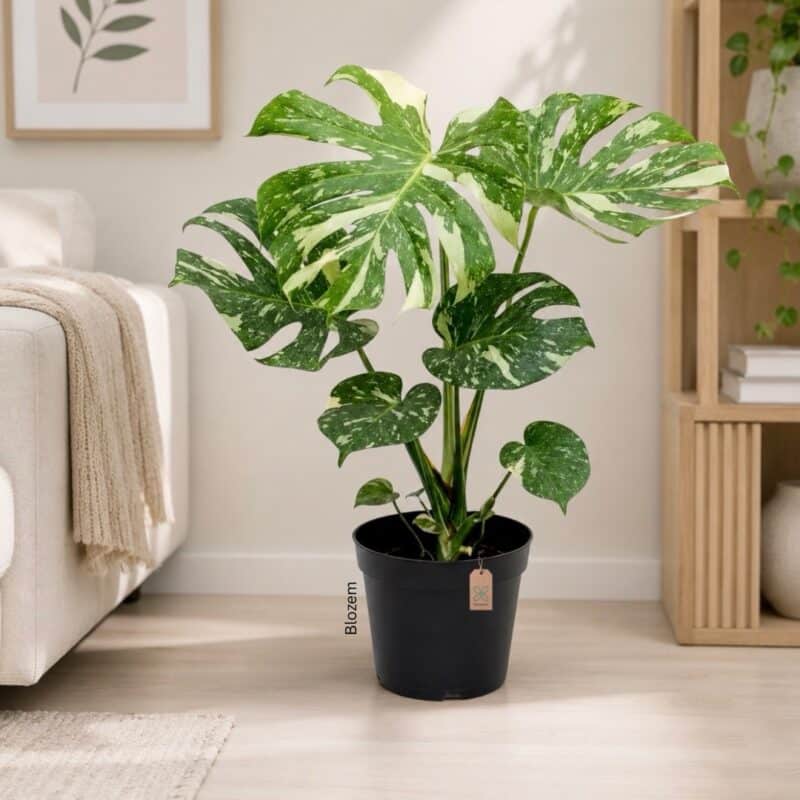 Monstera Thai Constellation