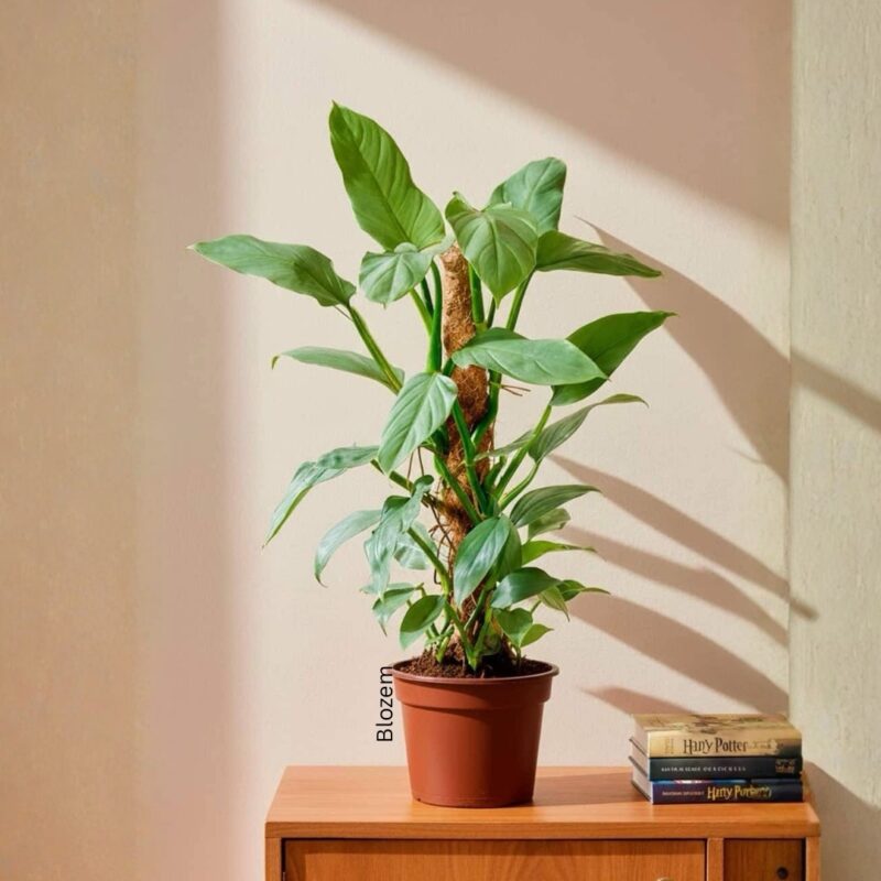 Philodendron Hastatum Silver Sword