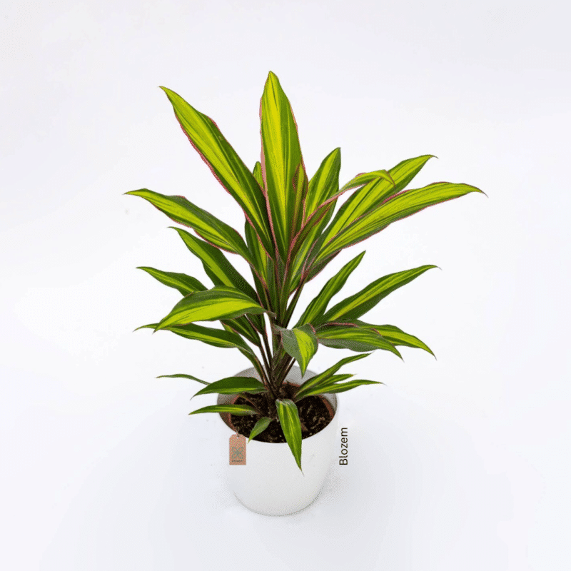 Cordyline fruticosa Kiwi