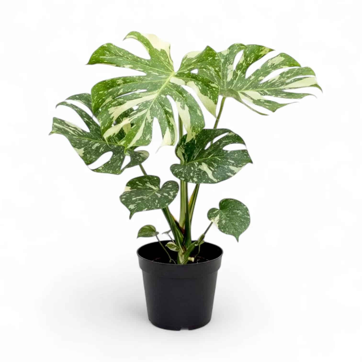 Monstera Thai Constellation - Image 2