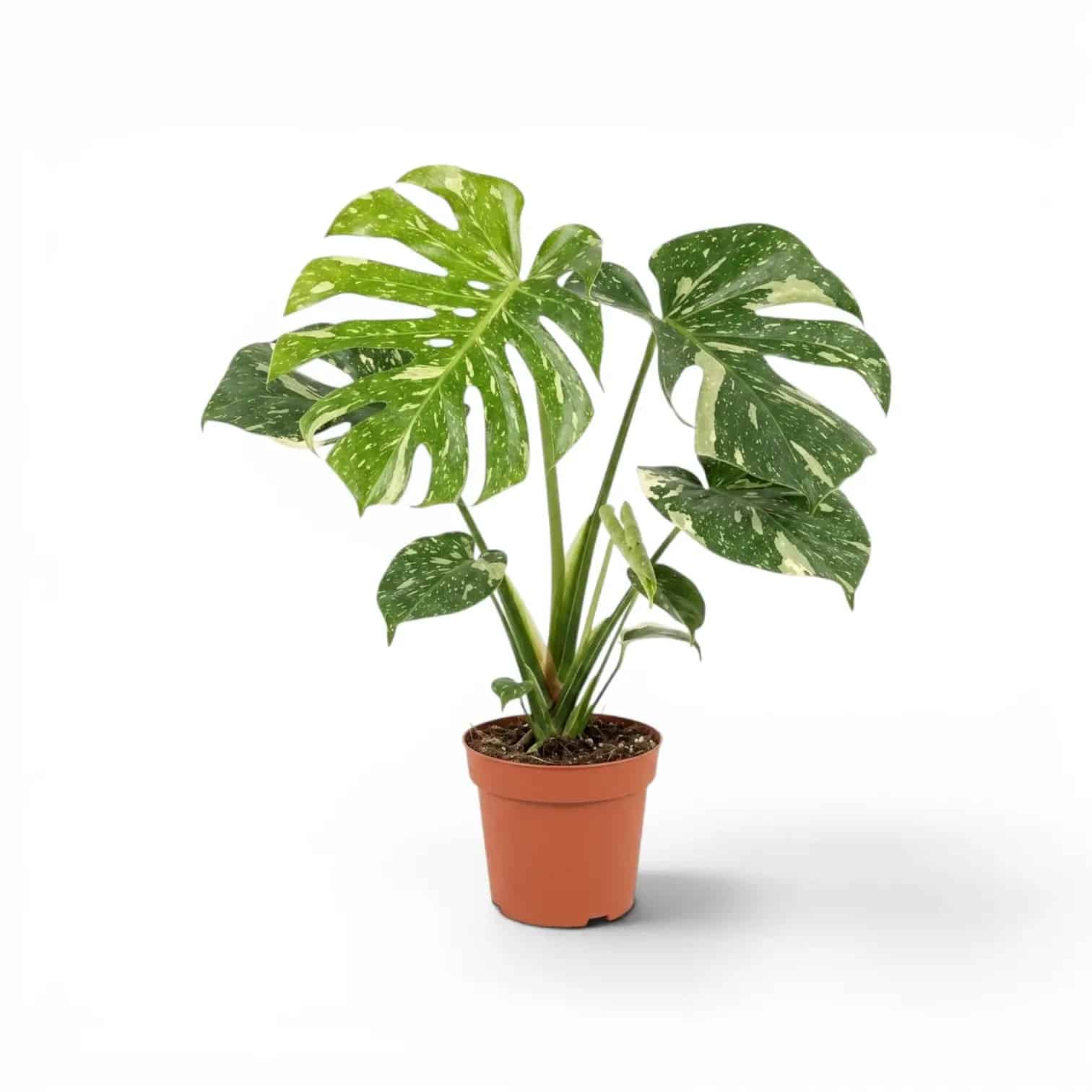 Monstera Thai Constellation - Image 4