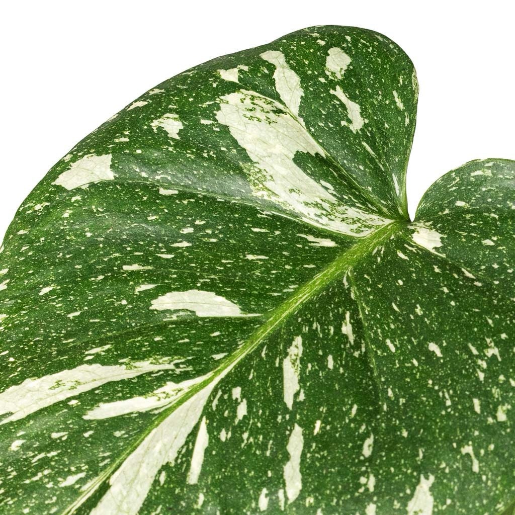 Monstera Thai Constellation - Image 3