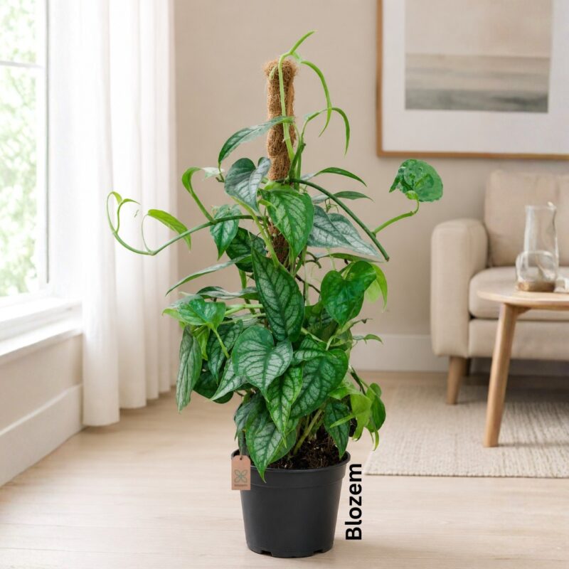 Monstera Siltepecana Mosspole