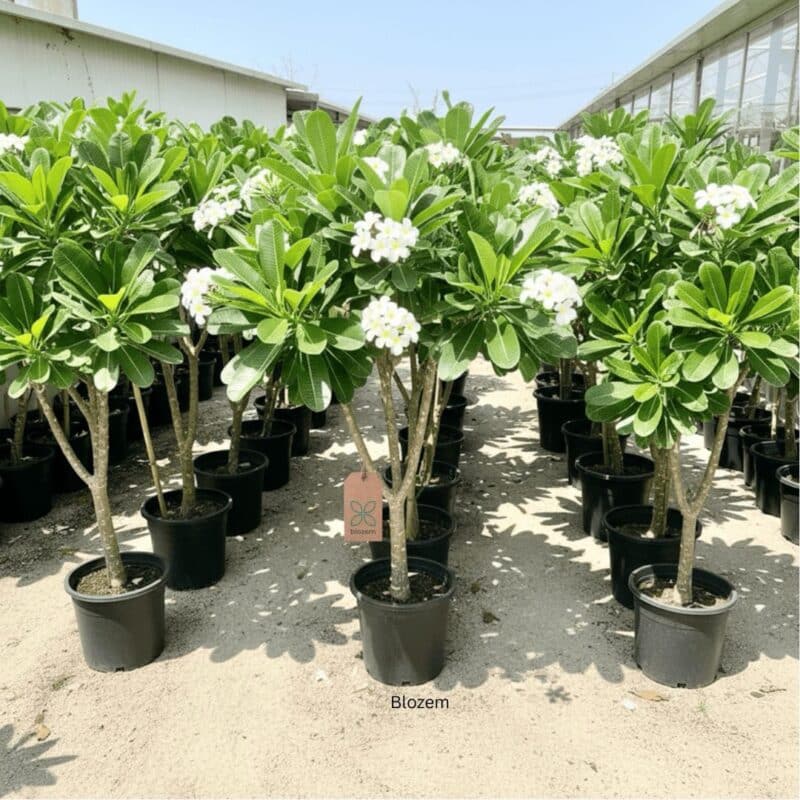 Plumeria obtusa “Frangipani” White-Big