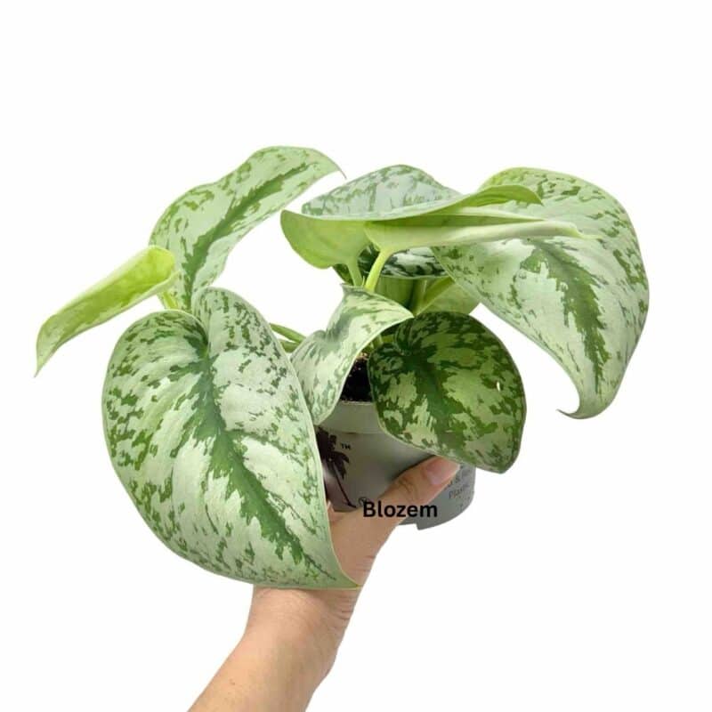 Scindapsus Pictus Exotica